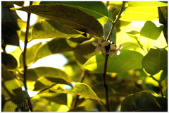 Diospyros paniculata